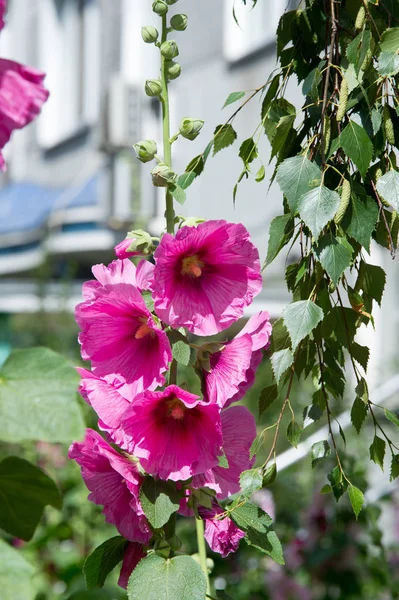 Ebegümeci çiçekler. kıllı kaynaklanıyor, pembe ya da mor çiçekler ve disk şeklinde meyve otsu bir bitki. Birkaç tür süsbitkileri yetiştirilen ve bazı yemeklik.