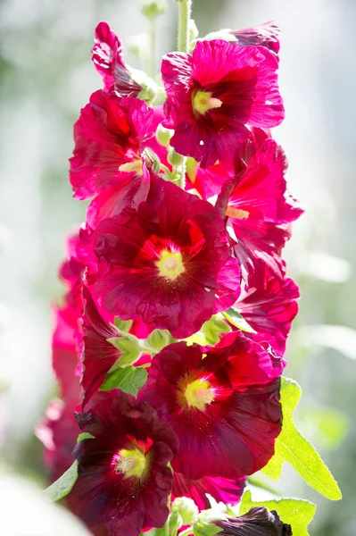 Ebegümeci çiçekler. kıllı kaynaklanıyor, pembe ya da mor çiçekler ve disk şeklinde meyve otsu bir bitki. Birkaç tür süsbitkileri yetiştirilen ve bazı yemeklik.