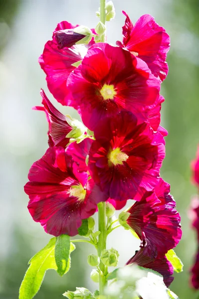 アオイ科の植物の花 毛深い茎 ピンクまたは紫の花と果物の円盤状草本植物 いくつかの種類が 観賞用として栽培されて いくつかの食用 — ストック写真