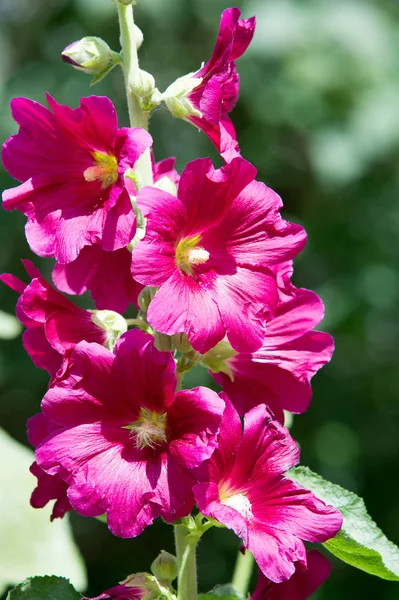 Malva Blommor Örtartad Växt Med Håriga Stjälkar Rosa Eller Lila — Stockfoto