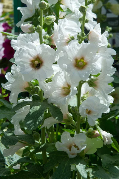 Mallow flowers. a herbaceous plant with hairy stems, pink or purple flowers, and disk-shaped fruit. Several kinds are grown as ornamentals, and some are edible.