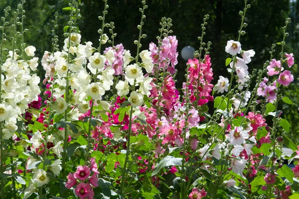 Kaasjeskruid Bloemen Een Kruidachtige Plant Met Harige Stengel Roze Paarse — Stockfoto