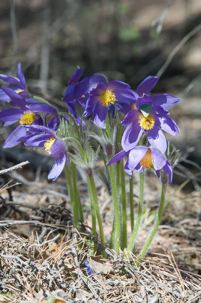 Spring landscape. Flowers growing in the wild. Spring flower Pulsatilla. Common names include pasque flower or pasqueflower, wind flower, prairie crocus, Easter flower, and meadow anemone.