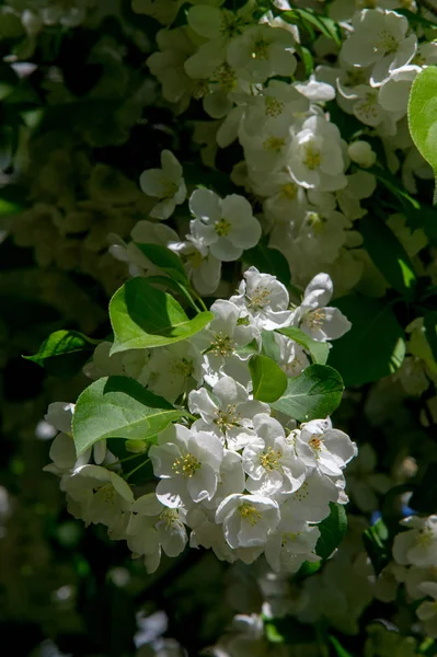 Photos Paysage Printanier Pommiers Fleurs — Photo