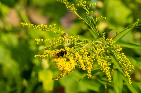 Solidago, goldenrods, yaygın olarak adlandırılan bir tür Aster, bitki ailesindeki çiçekli bitki cinsidir. Bunların çoğu çok yıllık otsu türler açık yerlerde bulundu