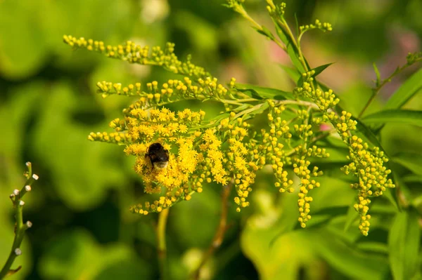 Solidago, goldenrods, yaygın olarak adlandırılan bir tür Aster, bitki ailesindeki çiçekli bitki cinsidir. Bunların çoğu çok yıllık otsu türler açık yerlerde bulundu