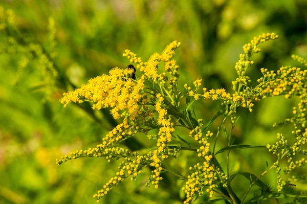 Solidago, goldenrods, yaygın olarak adlandırılan bir tür Aster, bitki ailesindeki çiçekli bitki cinsidir. Bunların çoğu çok yıllık otsu türler açık yerlerde bulundu