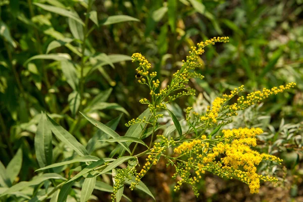 アキノキリンソウ Goldenrods 通称はアスター キク科の家族の植物の種の属です それらのほとんどが開いている場所は 多年生の草本の種 — ストック写真