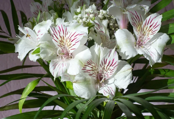 Alstroemeria Género Plantas Con Flores Perteneciente Familia Alstroemeriaceae —  Fotos de Stock