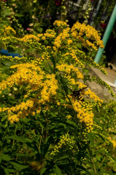 일반적으로 Goldenrods 제품군과 국화과의 식물의 그들의 대부분은 다년생 장소에서 — 스톡 사진