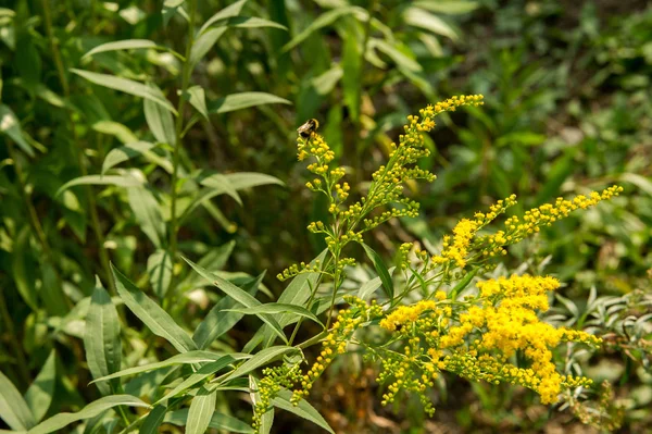 Solidago Обычно Называемый Goldenrods Является Родом Видов Цветущих Растений Семействе — стоковое фото