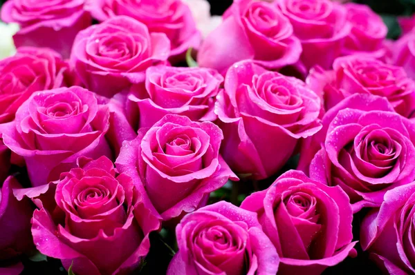 Bir buket gül fotoğraf. Bir dikenli çalı veya genellikle kırmızı, pembe, sarı veya beyaz güzel kokulu çiçekler, kuzey ılıman bölgelere yerli ayılar çalı. 