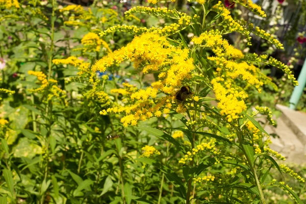 일반적으로 Goldenrods 제품군과 국화과의 식물의 그들의 대부분은 다년생 장소에서 — 스톡 사진