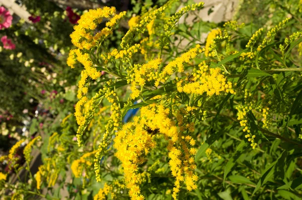 일반적으로 Goldenrods 제품군과 국화과의 식물의 그들의 대부분은 다년생 장소에서 — 스톡 사진