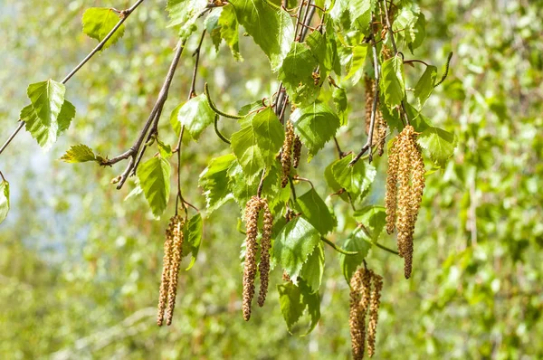 Arka plan resmi, bahar peyzaj, ağaçlar ilk yaprak dokusu