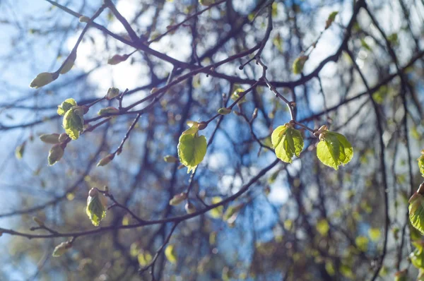 Textura Imagem Fundo Paisagem Primavera Primeiras Folhas Árvores — Fotografia de Stock