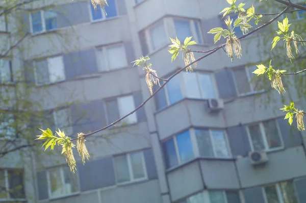 Arka plan resmi, bahar peyzaj, ağaçlar ilk yaprak dokusu