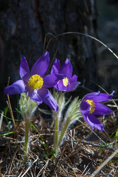 Bahar manzara. Çiçekleri içinde belgili tanımlık vahşi. Bahar çiçek Pulsatilla. Pasque çiçek ya da pasqueflower, Rüzgar çiçek, çayır bitkisi, Paskalya çiçek ve çayır anemone ortak adları dahil. 