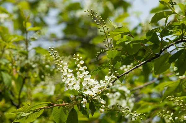 Bahar tebrik kartı, çiçeği kuş kiraz. Bir kaplumbağa şube Close-up parlak gökyüzü karşı yaktı. Kuş-kiraz ağaç izole çiçeklenme. kuş kiraz içinde güneşli çiçekler gün, yakın çekim