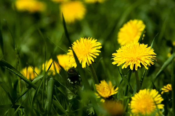 Frühlingslandschaft Löwenzahnblüten Leuchtend Gelb Auf Dem Rasen Detail Der Hellen — Stockfoto