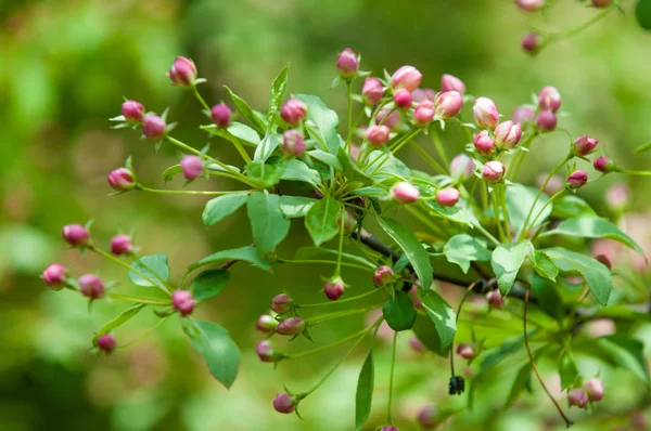 Spring Landscape Apple Tree Flowers Beautiful Spring Blooming Tree Gentle — Stock Photo, Image