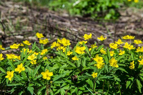 Anemone Sárga Erdei Virág Nemzetség Mintegy 200 Faj Buttercup Család — Stock Fotó