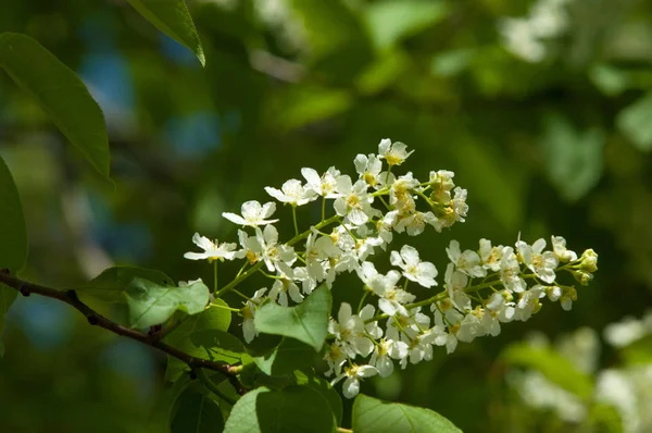 Spring Landscape Flowers Bird Cherry Flowering Bird Cherry Tree Branch — Stock Photo, Image