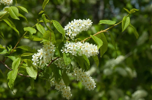 Bahar peyzaj, kuş kiraz çiçekleri. çiçekli kuş kiraz ağacı. mavi gökyüzü önünde kuş kiraz Şubesi. Kopya alanı