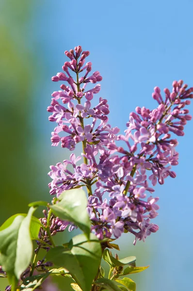 Doku, desen, arka plan. Eflatun çiçekler. bir soluk pembemsi-menekşe rengi. Mor ya da beyaz güzel kokulu çiçekler ile büyük bahçe Funda.