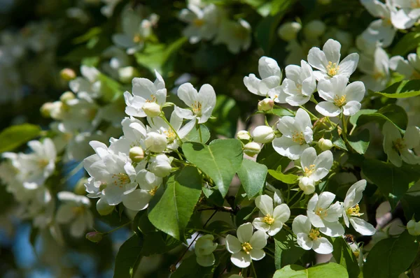 Elma ağaçları çiçek. genellikle parlak renkli bir corolla (taç yaprakları tarafından çevrili üreme organları (stamens ve carpels) oluşan bir bitki, tohum taşıyan parçası)