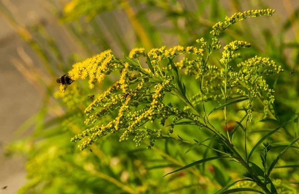 Solidago, goldenrods, yaygın olarak adlandırılan bir tür Aster, bitki ailesindeki çiçekli bitki cinsidir. Bunların çoğu çok yıllık otsu türler açık yerlerde bulundu