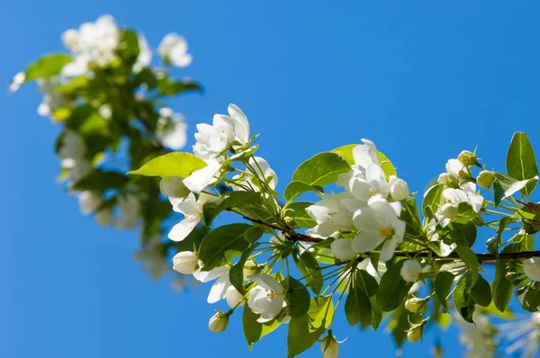 Elma ağaçları çiçek. genellikle parlak renkli bir corolla (taç yaprakları tarafından çevrili üreme organları (stamens ve carpels) oluşan bir bitki, tohum taşıyan parçası)