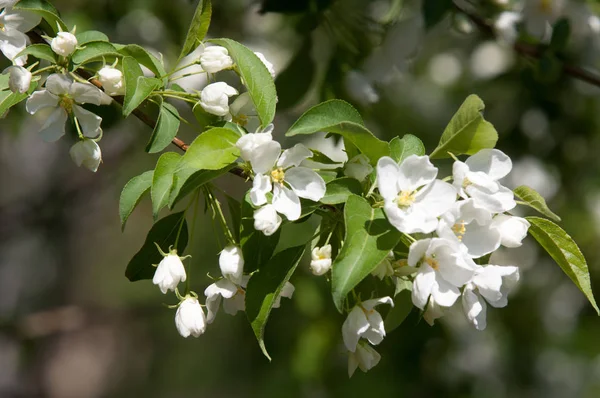 Elma ağaçları çiçek. genellikle parlak renkli bir corolla (taç yaprakları tarafından çevrili üreme organları (stamens ve carpels) oluşan bir bitki, tohum taşıyan parçası)