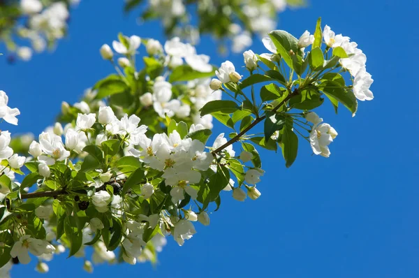 Elma ağaçları çiçek. genellikle parlak renkli bir corolla (taç yaprakları tarafından çevrili üreme organları (stamens ve carpels) oluşan bir bitki, tohum taşıyan parçası)