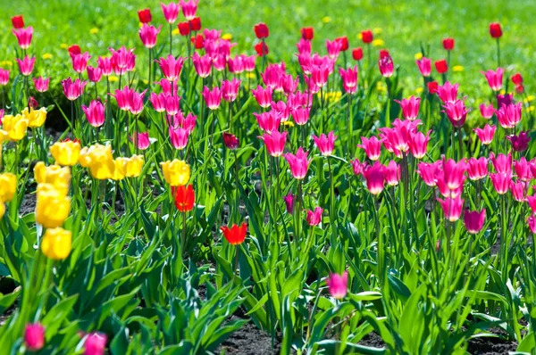 Spring flowers, tulips, Tulips of colorful flowers in the spring. Bulbous plant of the family. Liliaceae with large flowers, shaped like caps.