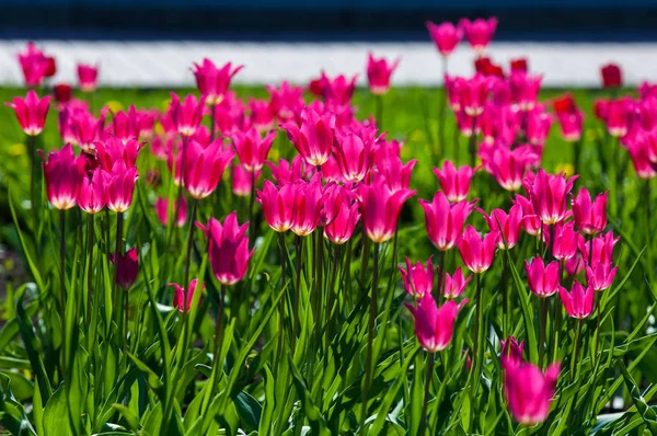 Spring flowers, tulips, Tulips of colorful flowers in the spring. Bulbous plant of the family. Liliaceae with large flowers, shaped like caps.