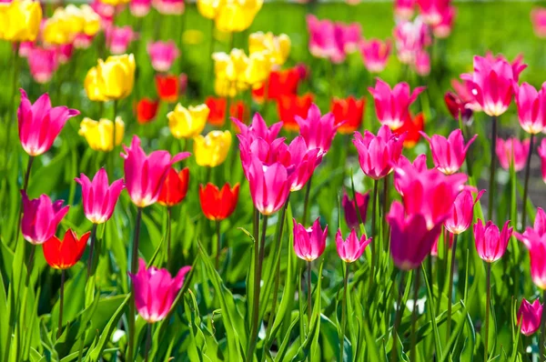 Spring Flowers Tulips Tulips Colorful Flowers Spring Bulbous Plant Family — Stock Photo, Image