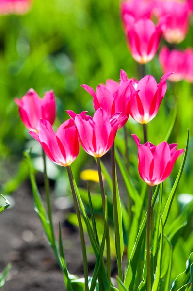 Spring flowers, tulips, Tulips of colorful flowers in the spring. Bulbous plant of the family. Liliaceae with large flowers, shaped like caps.