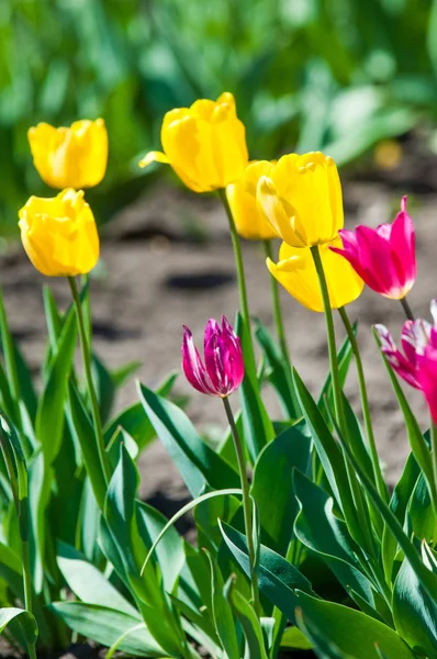 Spring flowers, tulips, Tulips of colorful flowers in the spring. Bulbous plant of the family. Liliaceae with large flowers, shaped like caps.