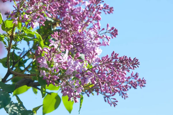 배경입니다 라일락 꽃입니다 창백한 바이올렛 자주색 향기로운 — 스톡 사진