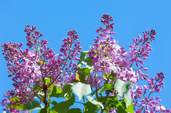 Doku, desen, arka plan. Eflatun çiçekler. bir soluk pembemsi-menekşe rengi. Mor ya da beyaz güzel kokulu çiçekler ile büyük bahçe Funda.