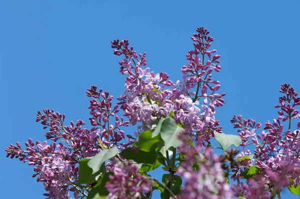 テクスチャ パターン ライラック色の花 淡いピンクがかった青紫色 紫色または白色の香りのよい花の大きな庭低木 — ストック写真