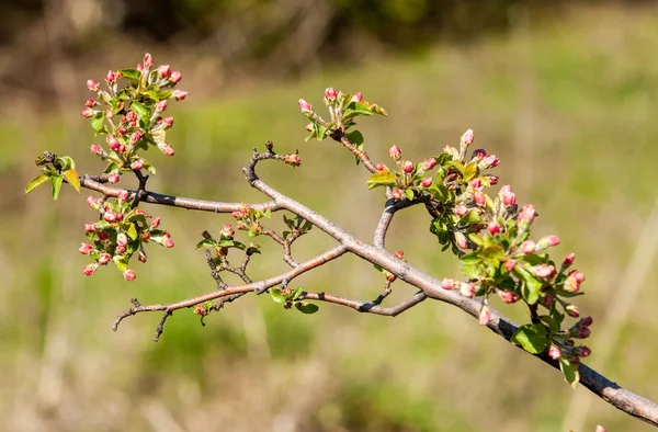 Unblown meyve ağacı, elma çiçeği kırmızı çiçek tomurcukları