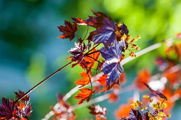Acer rubrum kırmızı akçaağaç, bataklık, su veya yumuşak akçaağaç, olarak da bilinen Doğu ve Orta Kuzey Amerika'nın en yaygın ve yaygın yaprak döken ağaçlar biridir.