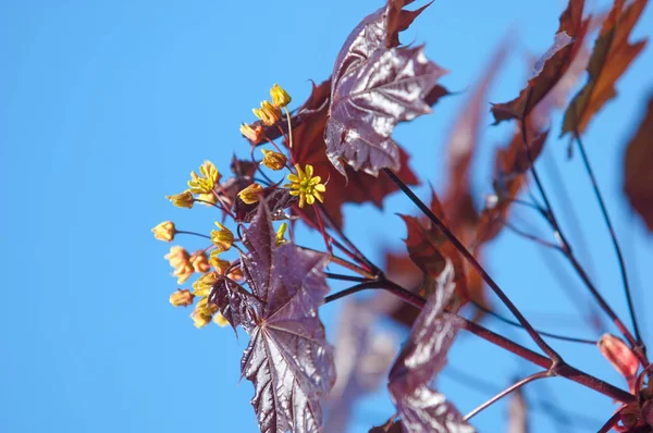 Acer rubrum kırmızı akçaağaç, bataklık, su veya yumuşak akçaağaç, olarak da bilinen Doğu ve Orta Kuzey Amerika'nın en yaygın ve yaygın yaprak döken ağaçlar biridir.