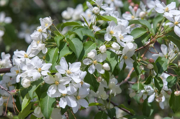 Flores Manzanos Parte Portadora Semillas Una Planta Que Consiste Órganos —  Fotos de Stock