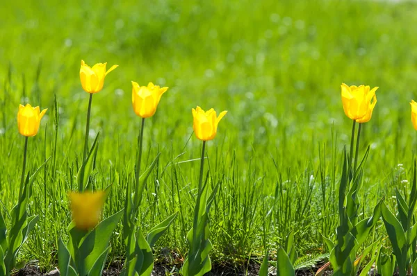 Frühlingsblumen Tulpen Tulpen Mit Bunten Blumen Frühling Knollenpflanze Der Familie — Stockfoto