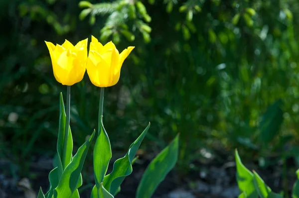 Spring flowers, tulips, Tulips of colorful flowers in the spring. Bulbous plant of the family. Liliaceae with large flowers, shaped like caps.