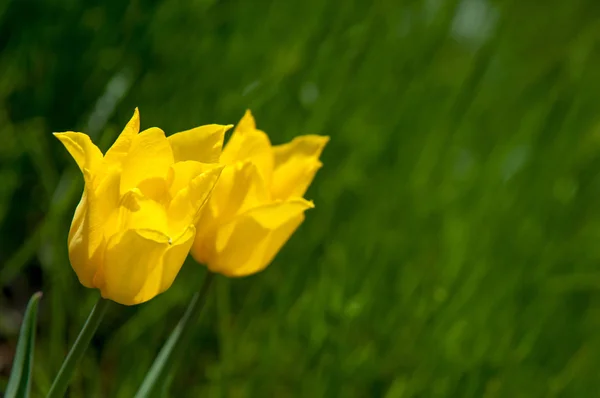 Paesaggio Primaverile Tulipani Aiuola Della Città Tulipano Sullo Sfondo Della — Foto Stock