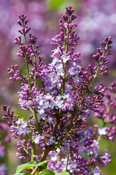 Paysage Printanier Lilas Branche Printanière Lilas Fleurs Fleurs Lilas Pourpres — Photo